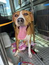 adoptable Dog in , FL named GRACIE