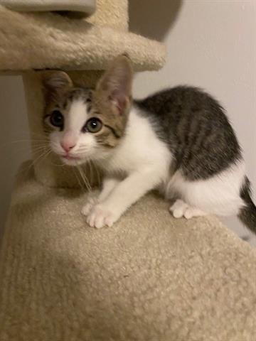 adoptable Cat in Fort Myers, FL named PENELOPE