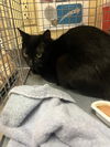 adoptable Cat in Fort Myers, FL named NATHAN