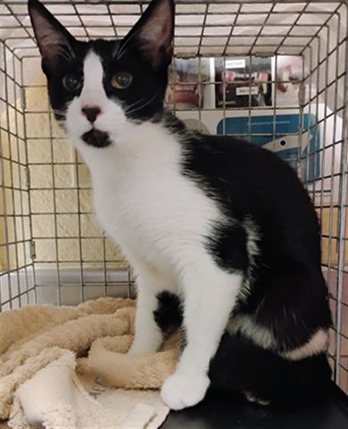 adoptable Cat in Fort Myers, FL named FERRIS