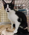 adoptable Cat in , FL named FERRIS