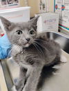 adoptable Cat in Fort Myers, FL named NICOLE