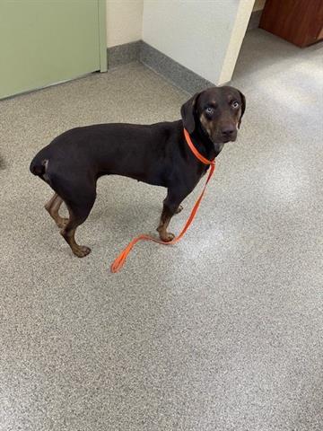 adoptable Dog in Fort Myers, FL named COCOA