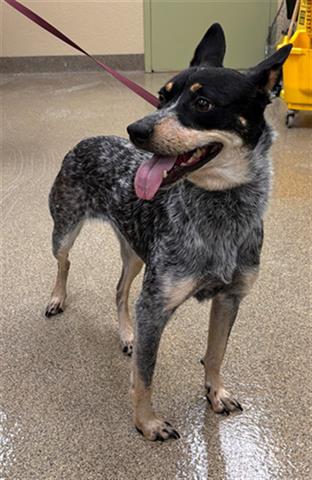 adoptable Dog in Fort Myers, FL named PEPPER