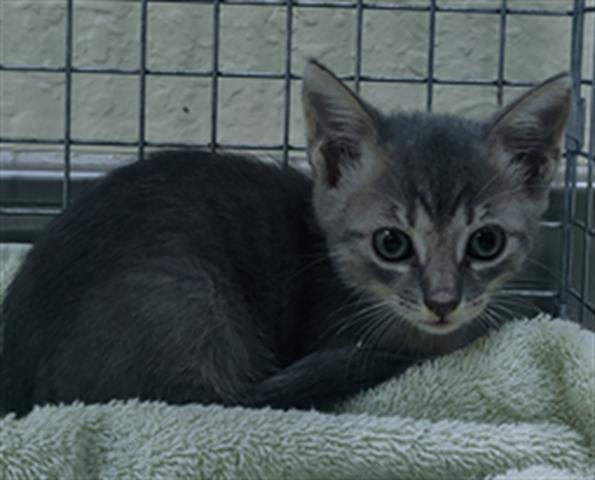 adoptable Cat in Fort Myers, FL named SWEETIE