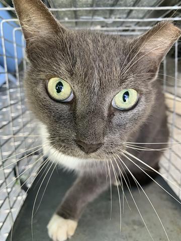 adoptable Cat in Fort Myers, FL named MOBY