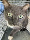 adoptable Cat in , FL named MOBY