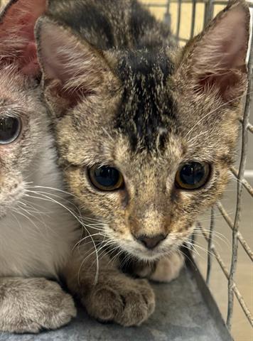 adoptable Cat in Fort Myers, FL named QUEEN