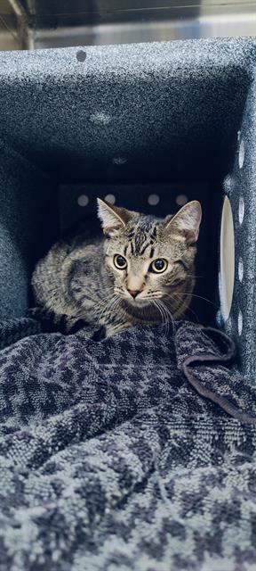 picture of the cat needing adoption