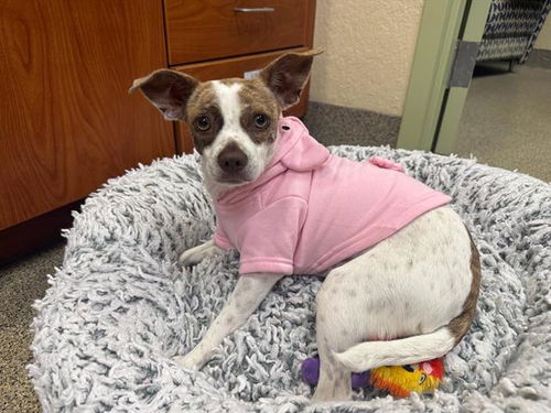 picture of the dog needing adoption