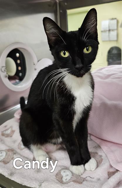 picture of the cat needing adoption