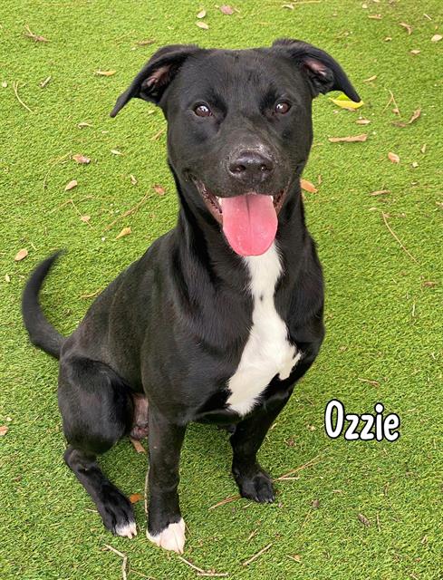 adoptable Dog in Fort Myers, FL named OZZIE