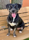adoptable Dog in  named LEELA