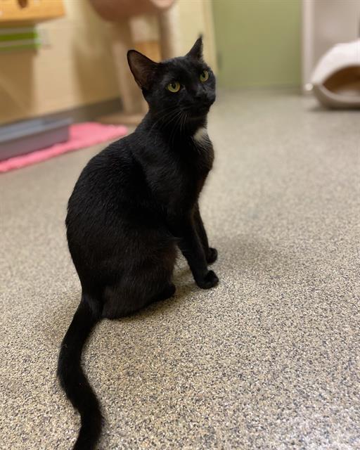 adoptable Cat in Fort Myers, FL named ANGEL