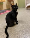 adoptable Cat in fort myers, FL named ANGEL