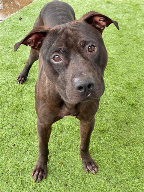 adoptable Dog in Fort Myers, FL named LENI