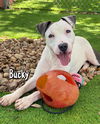 adoptable Dog in  named BUCKY