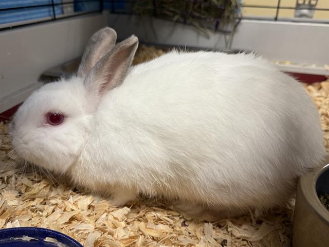 adoptable Rabbit in Fort Myers, FL named JUDD