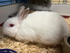 adoptable Rabbit in  named JUDD
