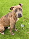 adoptable Dog in  named ROO