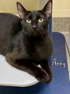adoptable Cat in fort myers, FL named ABBY