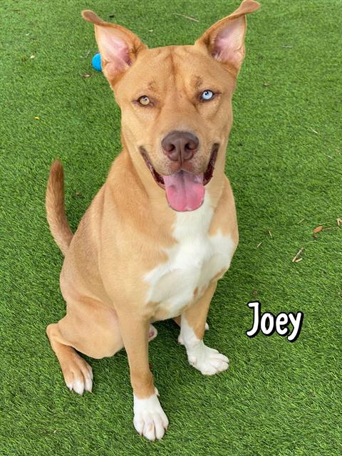 adoptable Dog in Fort Myers, FL named JOEY