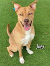 adoptable Dog in  named JOEY