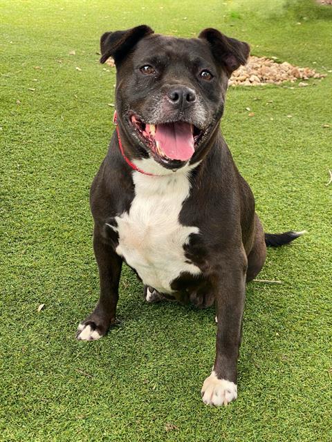 adoptable Dog in Fort Myers, FL named WINONA