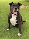 adoptable Dog in  named WINONA