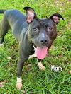 adoptable Dog in  named MARY