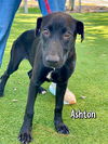 adoptable Dog in fort myers, FL named ASHTON