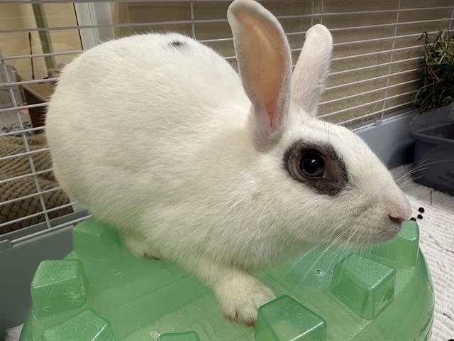 adoptable Rabbit in Fort Myers, FL named BLISS