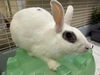 adoptable Rabbit in  named BLISS