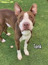 adoptable Dog in  named TANK