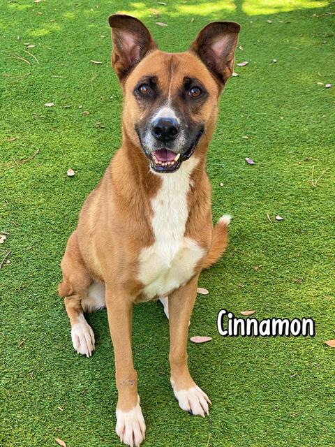 adoptable Dog in Fort Myers, FL named CINNAMON