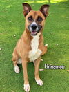 adoptable Dog in  named CINNAMON