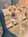 adoptable Dog in  named VALENTINA
