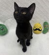adoptable Cat in fort myers, FL named AMELIA