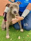 adoptable Dog in  named LILY