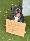 adoptable Dog in  named CHER