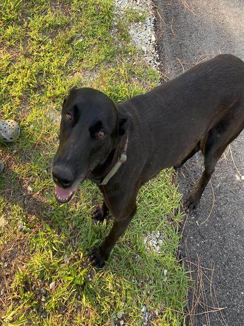 adoptable Dog in Fort Myers, FL named MALLORY