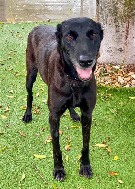 adoptable Dog in Fort Myers, FL named MALLORY