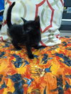 adoptable Cat in fort myers, FL named ALVIN