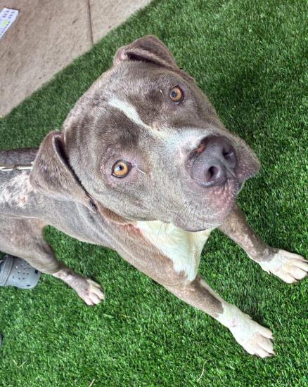 adoptable Dog in Fort Myers, FL named TONKA