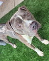 adoptable Dog in  named TONKA