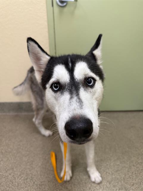 adoptable Dog in Fort Myers, FL named MEMPHIS