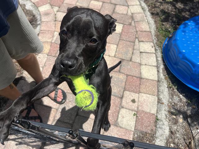 adoptable Dog in Fort Myers, FL named COCO