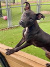 adoptable Dog in  named COCO