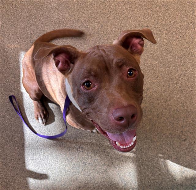 adoptable Dog in Fort Myers, FL named HAZELNUT