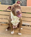 adoptable Dog in  named HAZELNUT